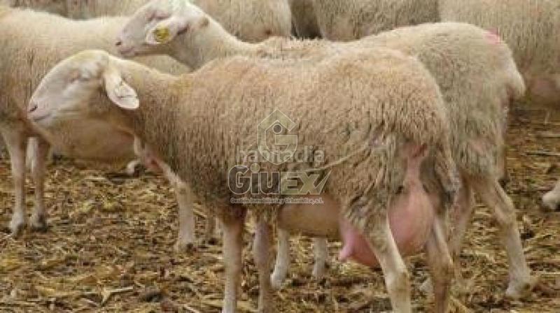 Foto 01aa95f2-a255-4dd7-b48b-6a06f96e0819. Terreno residencial en Pozuelos de Calatrava (Los)