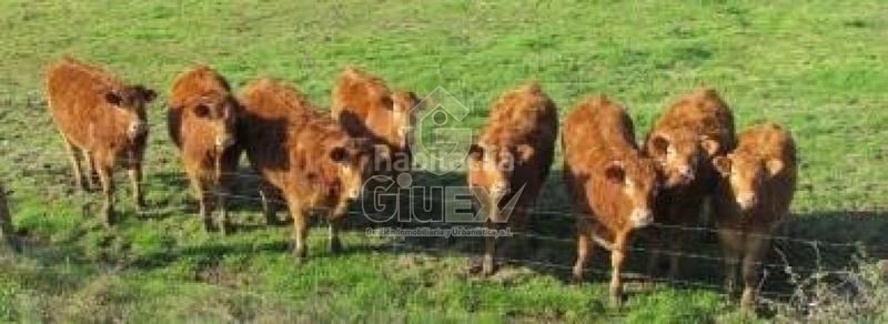 Foto 56cdd34e-42bc-4351-8f9a-dced6575a1db. Terreno residencial en Pozuelos de Calatrava (Los)