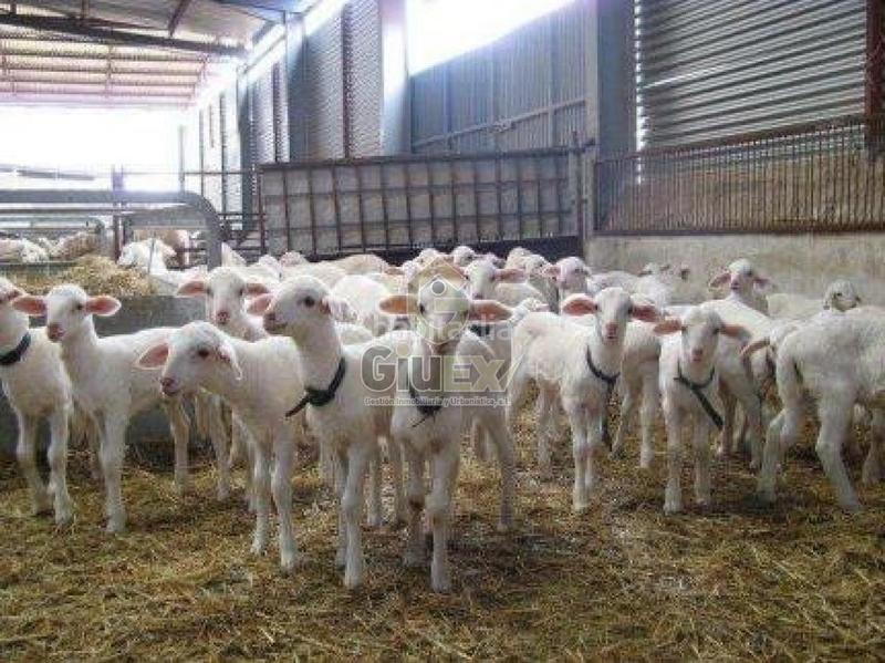 Foto aa80f770-de58-4b52-b9be-d7cb22028baa. Terreno residencial en Pozuelos de Calatrava (Los)