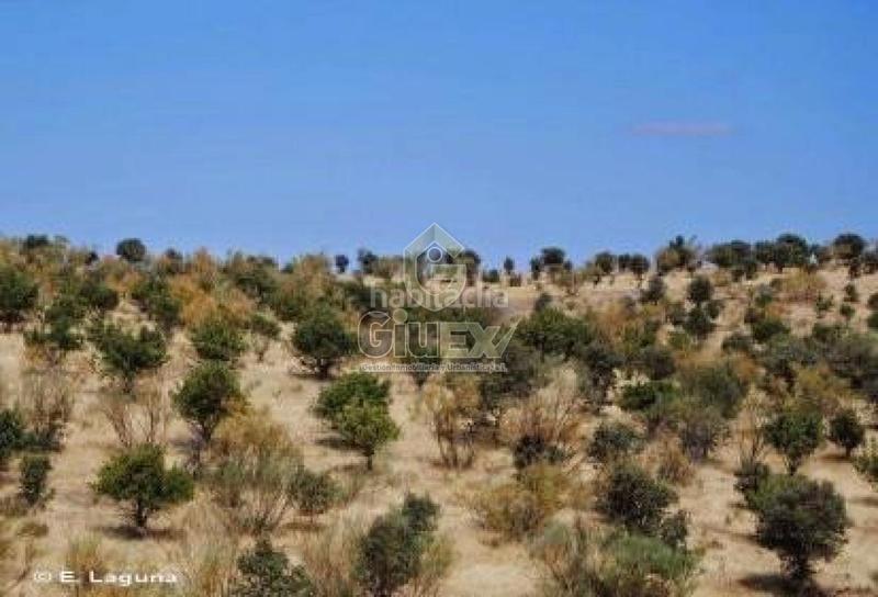 Foto db071e9c-35e6-4d24-86e0-4aad27a9db9c. Terreno residencial en Pozuelos de Calatrava (Los)