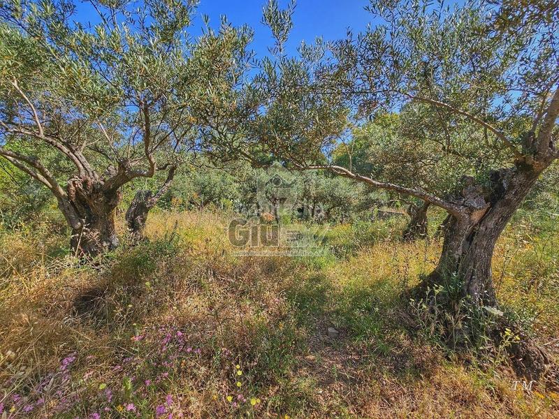 Foto 2517bc05-c032-4182-92ac-e05cf9ea8b67. Finca rústica en Cañaveral