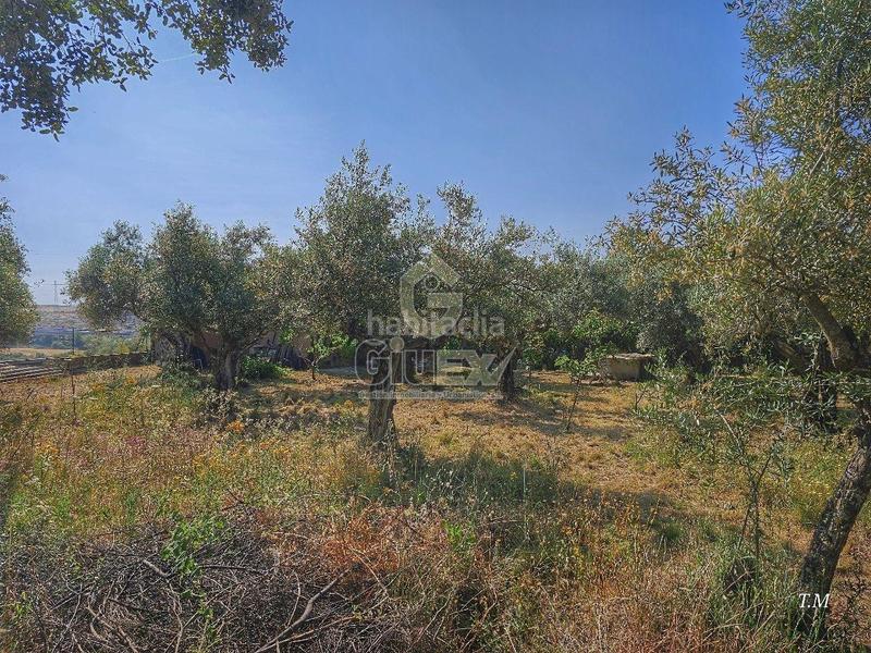 Foto 46e52c3b-c914-4a6e-bb2d-ee97cb1de5b1. Finca rústica en Cañaveral