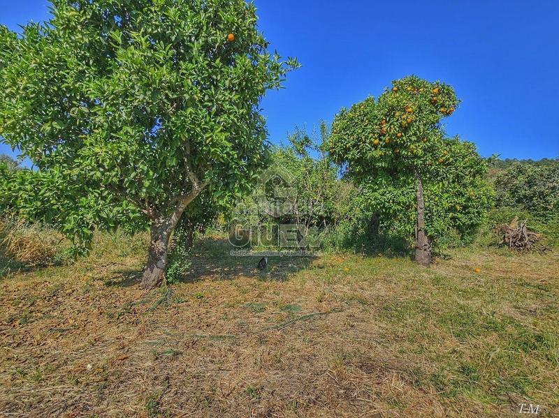 Foto 5ad60378-bec2-413f-abb9-7a662512ff29. Finca rústica en Cañaveral