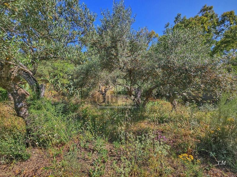 Foto d7f02247-3d0a-4c18-80d5-55f6dd5cac82. Finca rústica en Cañaveral