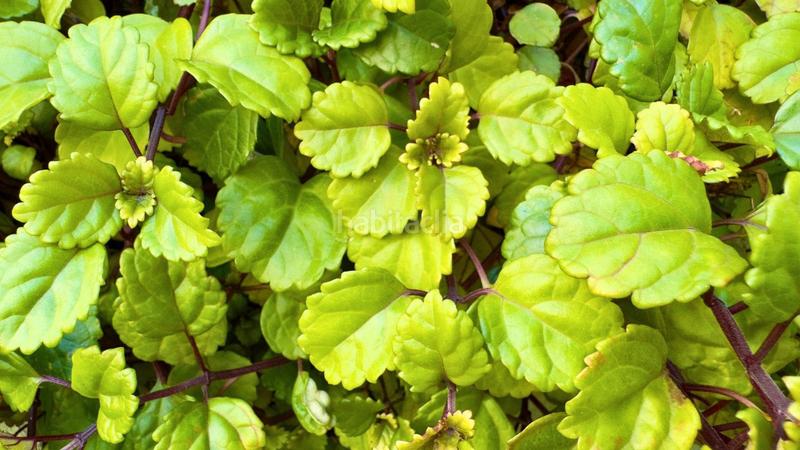 Foto e03b43ae-50fa-443c-9c01-cca18d2fd829. Maison jumelée avec chauffage piscine dans Malgrat de Mar