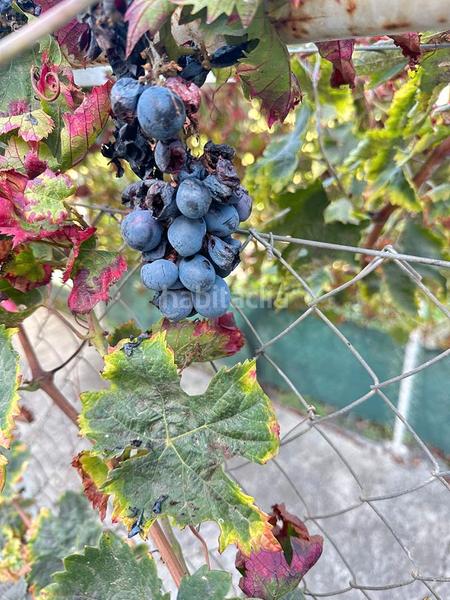 Foto 018982bf-dd08-41ab-8fbc-d172fa2a7cc3. Bauernhof in zanahoria pol 25 357b in Torrecuevas - Lomas del Gato Almuñécar
