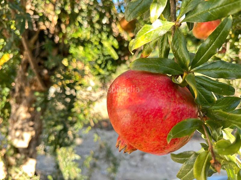 Foto 1aa87550-49e5-4bab-a064-7b50e6528562. Bauernhof in zanahoria pol 25 357b in Torrecuevas - Lomas del Gato Almuñécar