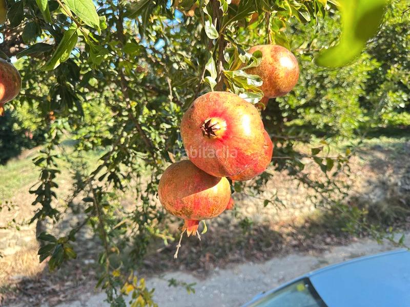 Foto 43e5d00d-1512-4785-92c8-bdee079cec7c. Bauernhof in zanahoria pol 25 357b in Torrecuevas - Lomas del Gato Almuñécar