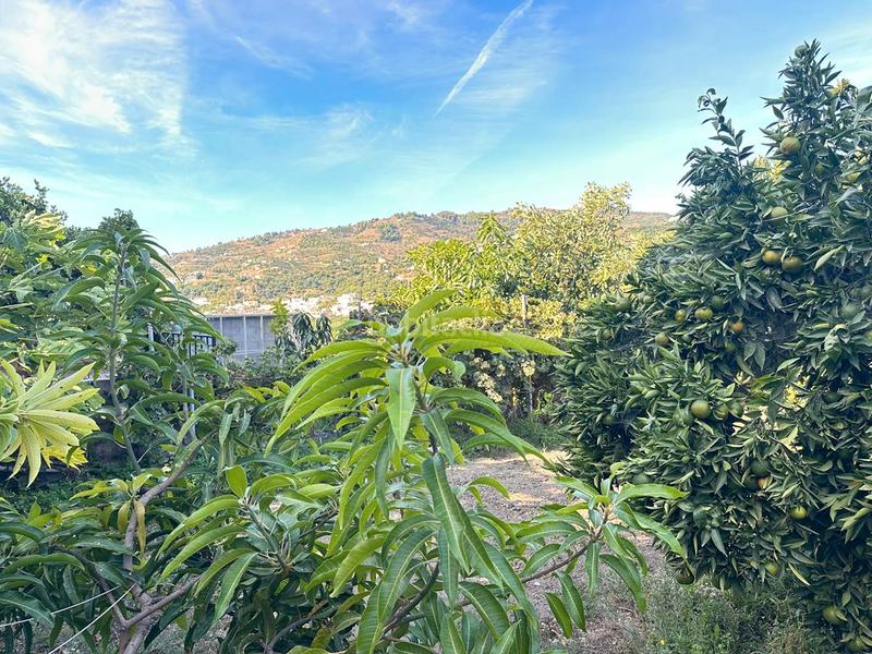 Foto 5a218a6d-923b-4f84-bf2f-05353f44e6ef. Bauernhof in zanahoria pol 25 357b in Torrecuevas - Lomas del Gato Almuñécar