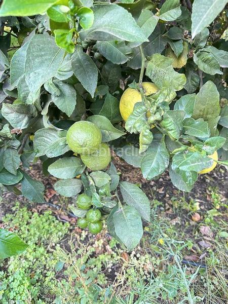 Foto dd26dc15-654f-47d8-9de0-e201e0ebd2cc. Bauernhof in zanahoria pol 25 357b in Torrecuevas - Lomas del Gato Almuñécar