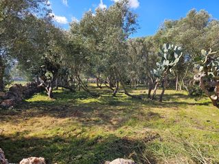 Finca rústica a Costitx