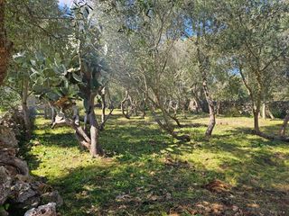 Finca rústica a Costitx