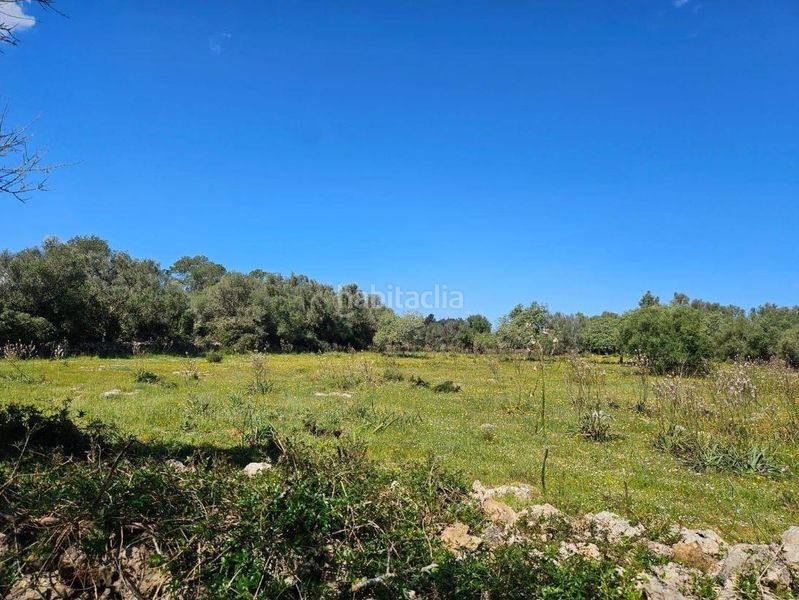 Foto d05c8de1-f06c-433e-bbd7-6f0b6351be7d. Terreny residencial a Costitx