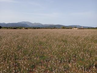 Wohngrundstück in Sa Pobla. Terreno sa pobla 80738m2