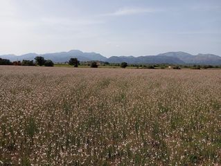 Terreno residenziale in Sa Pobla. Terreno sa pobla 80738m2