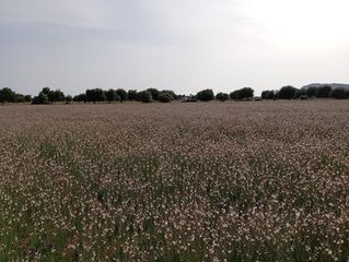 Terreno residencial en Sa Pobla. Terreno sa pobla 80738m2