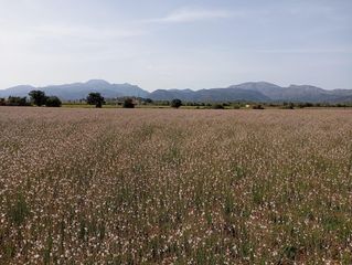 Terreno residenziale in Sa Pobla. Terreno sa pobla 80738m2