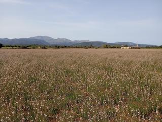 Terrain résidentiel à Sa Pobla. Terreno sa pobla 80738m2