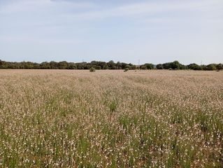 Residential Plot in Sa Pobla. Terreno sa pobla 80738m2