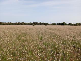 Terreny residencial a Sa Pobla. Terreno sa pobla 80738m2
