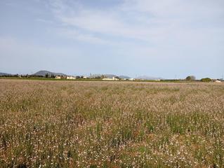 Residential Plot in Sa Pobla. Terreno sa pobla 80738m2