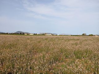 Terreno residencial en Sa Pobla