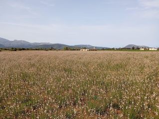 Terreno residenziale in Sa Pobla. Terreno sa pobla 80738m2