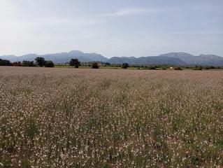 Terreno residencial en Sa Pobla. Terreno sa pobla 80738m2