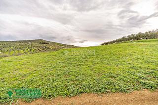 Finca rústica a Alozaina. Terrenos en venta en alozaina