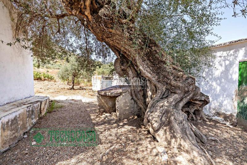 Foto 50899fc7-1fea-4ba4-9ca6-8947bcd73352. Finca rústica a Tolox