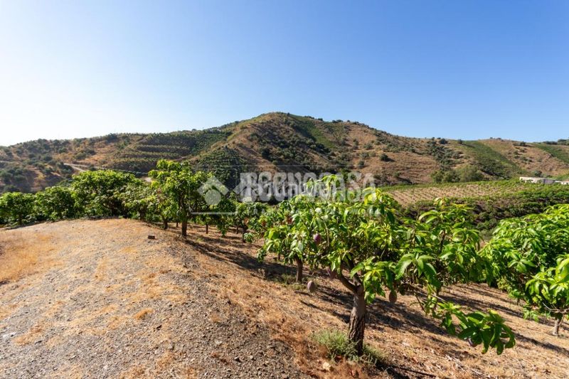 Foto 11778ee2-c941-42c0-a3fb-9ac7292f0128. Finca rústica a Norte - Barrio del Pilar - El Reñidero Vélez - Málaga