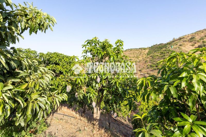 Foto 36ee4be6-8d13-48e7-83ff-883072d68273. Finca rústica a Norte - Barrio del Pilar - El Reñidero Vélez - Málaga