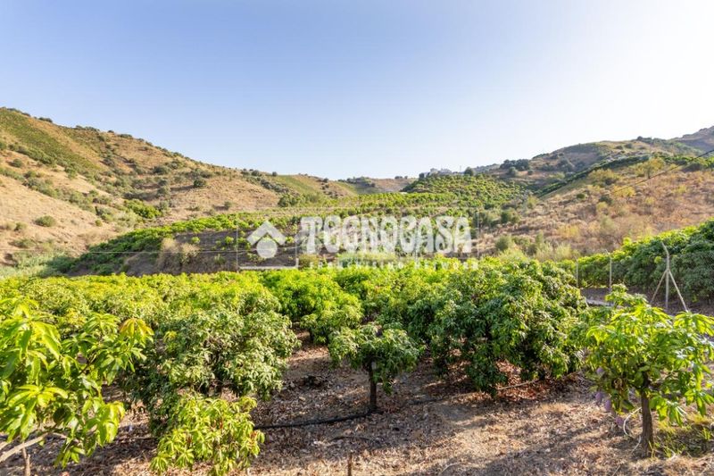 Foto 84864b11-dfab-4117-84b5-004138a0f795. Finca rústica a Norte - Barrio del Pilar - El Reñidero Vélez - Málaga