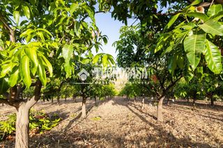 Finca rústica a Norte - Barrio del Pilar - El Reñidero. Terrenos en venta en vélezmálaga