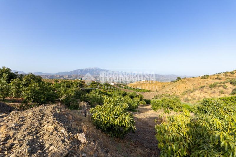 Foto b0e6eaf8-b40e-48e5-a86f-ab9e11a61325. Finca rústica a Norte - Barrio del Pilar - El Reñidero Vélez - Málaga