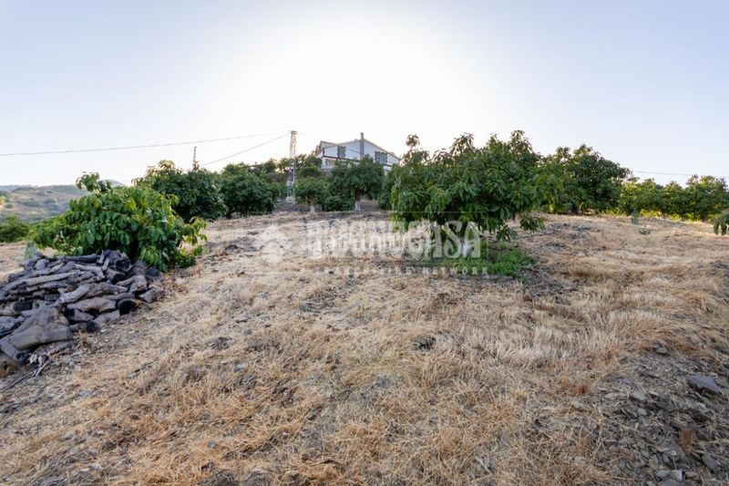 Foto fe650af0-a3a3-4034-8e8a-1037c0e4bbac. Finca rústica a Norte - Barrio del Pilar - El Reñidero Vélez - Málaga