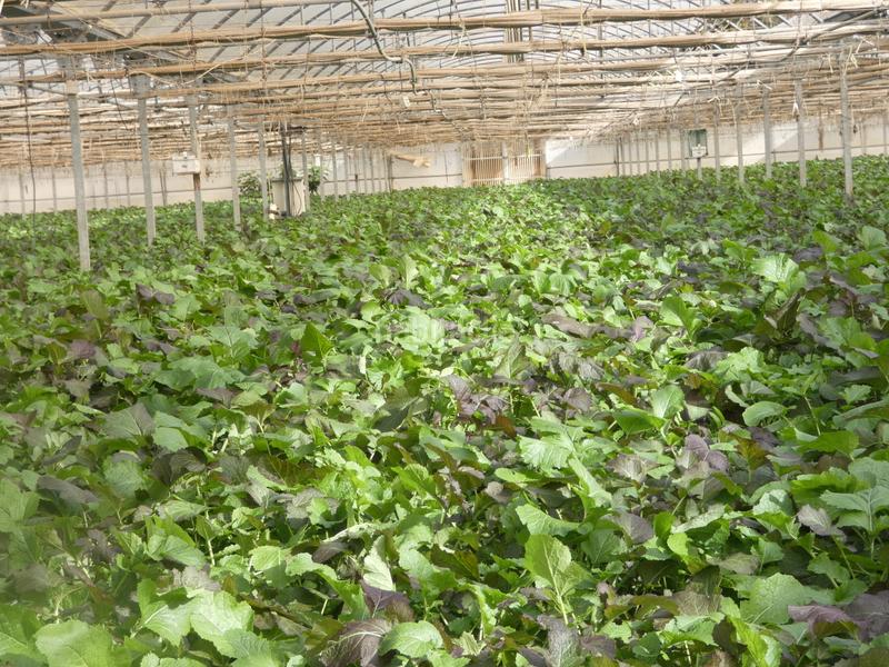 Foto fd0dec1d-dfe6-41f0-bacc-5c49e5448623. Masia amb xemeneia a Manacor centre Manacor