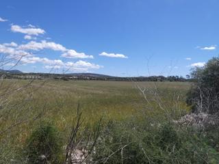 Propriété à Manacor Centre. Finca rústica edificable en manacor.