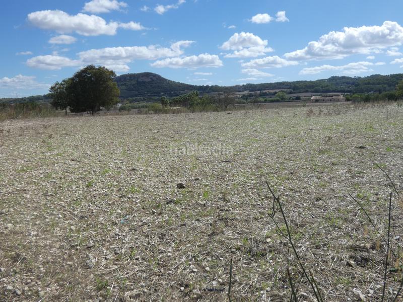 Foto b9797903-4e0b-4c6a-8b2b-54ab874305e6. Terreny residencial a Sineu