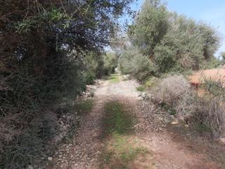 Finca rústica a Manacor Centre. Finca rústica con proyecto básico, manacor.