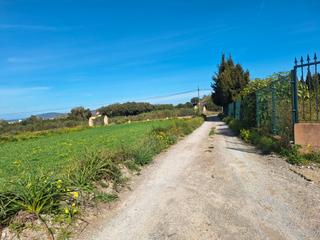 Rural plot in Manacor Centre. Finca rústica en manacor.