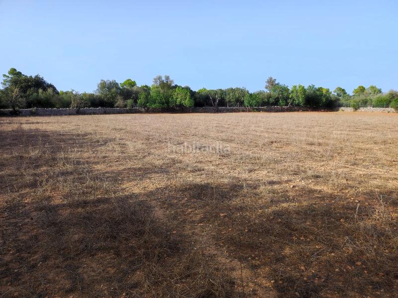 Foto dea8f70a-d751-41b4-8835-c1755003b989. Casale in Felanitx poble Felanitx