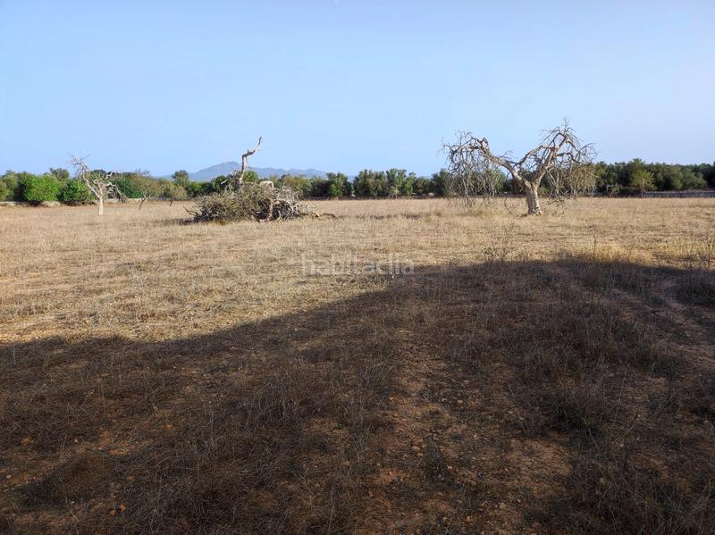 Foto f3b858d3-b3d6-460f-a391-ed3029455931. Casale in Felanitx poble Felanitx
