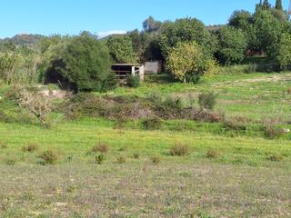 Finca rústica a Manacor Centre. Finca rústica en son macià con caseta.