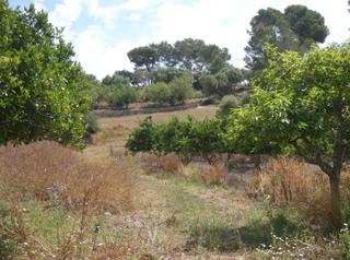 Terreno residenziale in Maria de la Salut. Espectacular finca rústica con edificación.