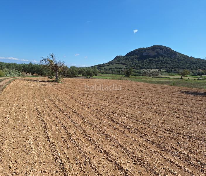 Foto 239709dc-222d-4ee1-ab3a-274866ebbea5. Finca rústica a Sant Joan