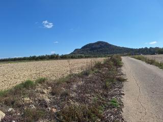 Rural plot in Sant Joan. Fincas, con pozo en sant joan, mallorca.