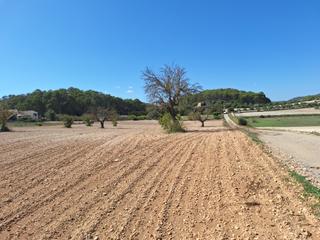 Rural plot in Sant Joan. Fincas, con pozo en sant joan, mallorca.
