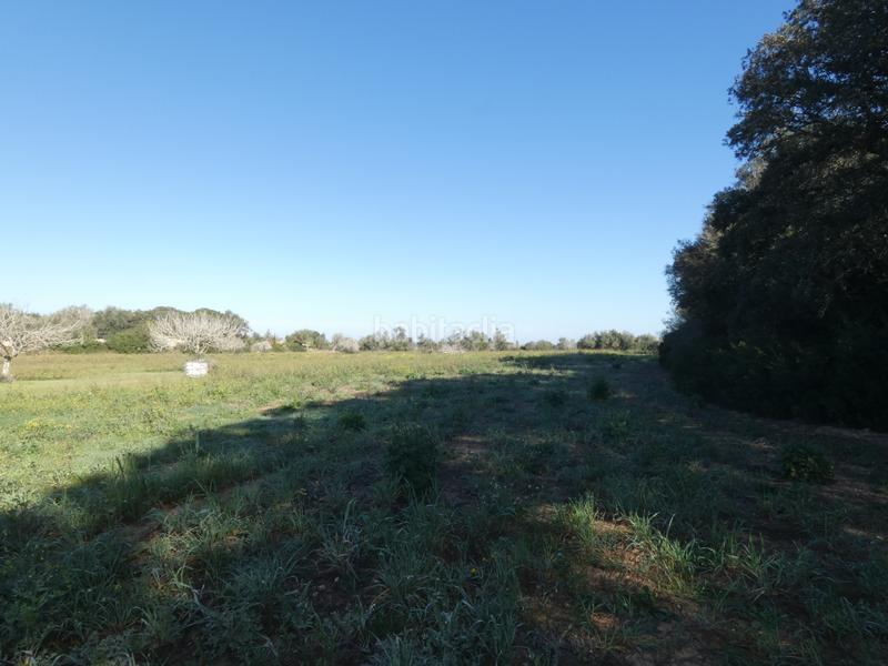 Foto 236c0e45-4f9c-4373-8f5a-3cc3c27d4e93. Wohngrundstück in Sineu