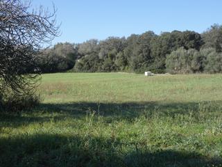 Residential Plot in Sineu. Finca rustica con licencia en  sineu.
